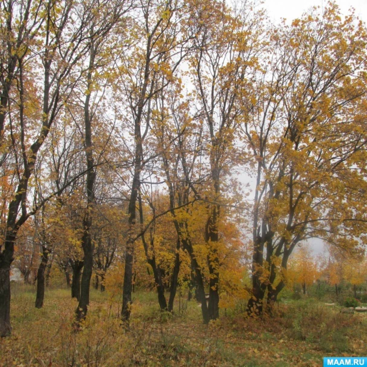 Фотозарисовка «Осенняя пора». Часть 2 Фото Фотозарисовка «Осенняя пора». Часть 2