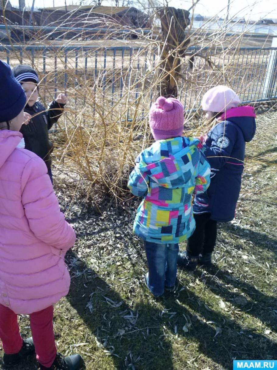 Наблюдение за деревьями в средней группе весной. Наблюдение за деревьями весной. Наблюдение за деревьями в средней группе весной. Дети наблюдают за природой в детском саду. Наблюдение за деревьями в средней группе весной.
