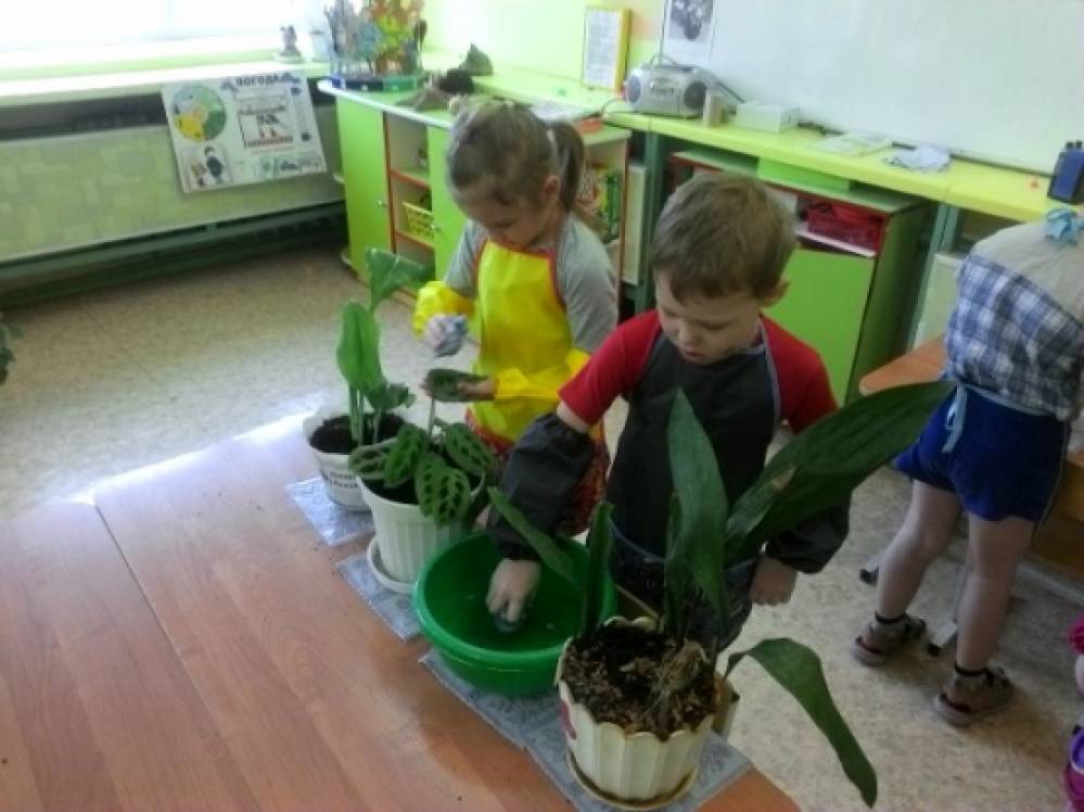 Уголок труда средняя группа. Труд в уголке природы. Комнатные растения в уголке природы. Трудовая деятельность в ДОУ комнатные растения. Дети средней группы в уголке природы.