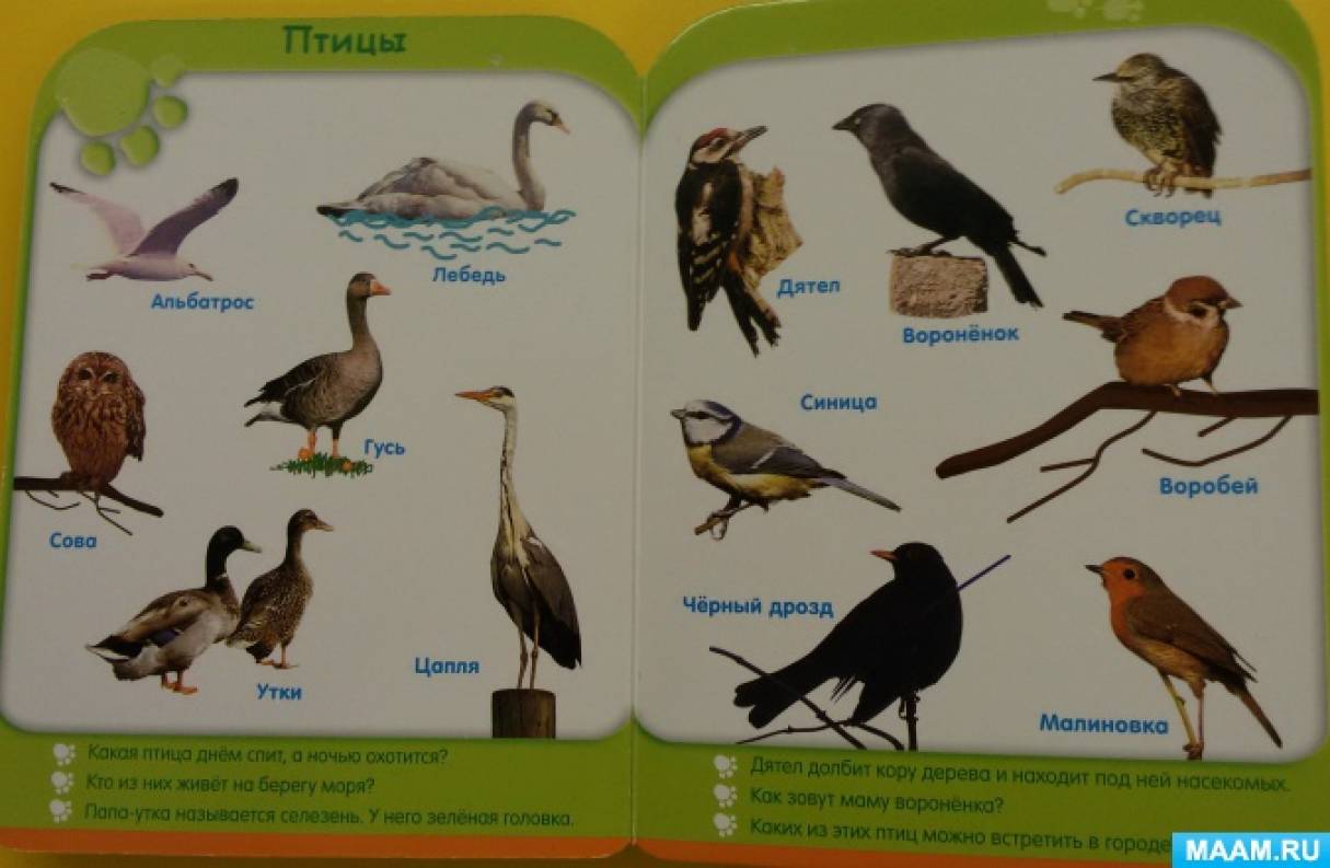 Ежедневное планирование перелетные птицы. Птицы с названиями для подготовительной группы. Перелетные птицы подготовительная группа.
