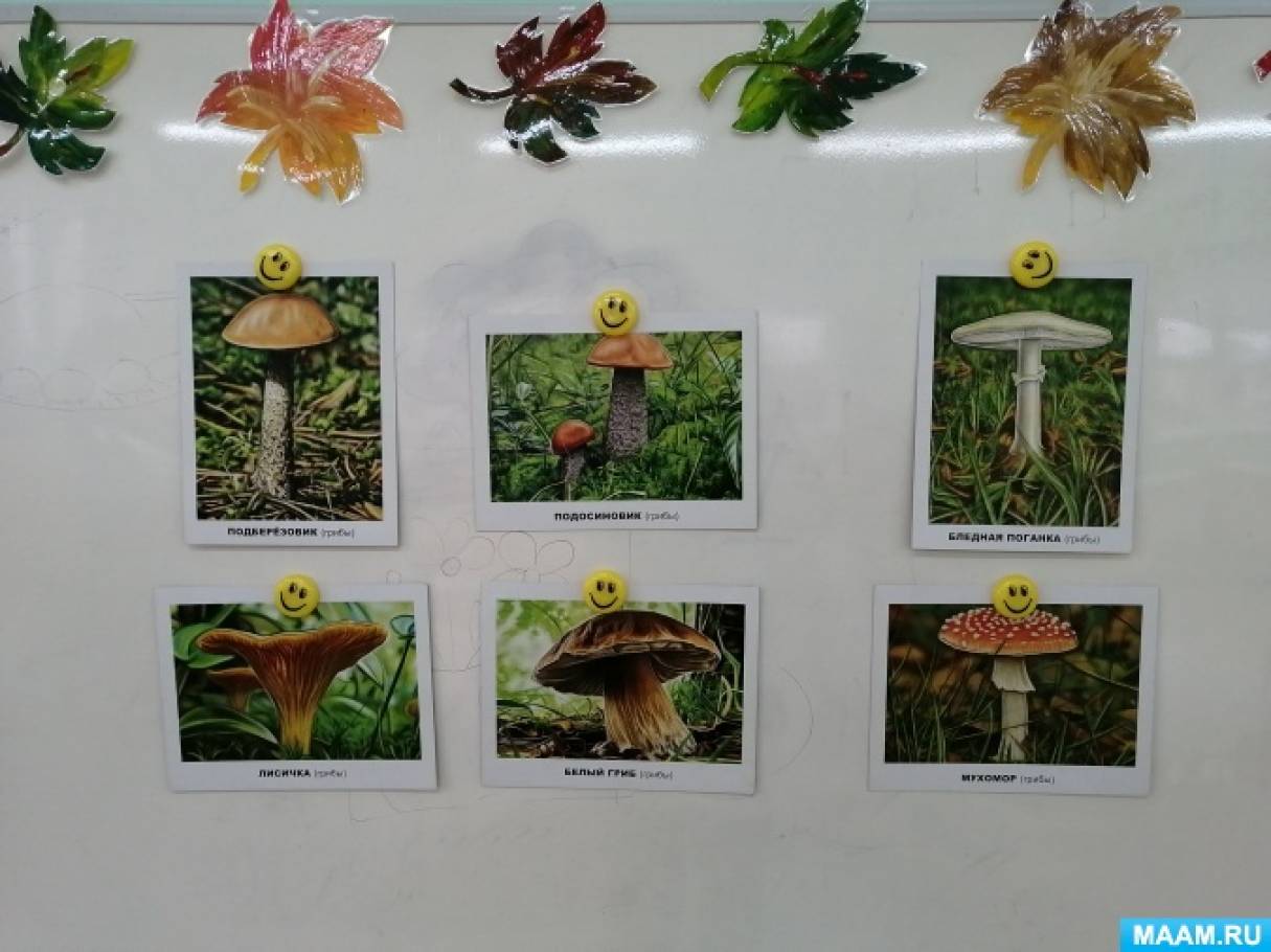 Фотоотчет «Съедобные и ядовитые грибы»