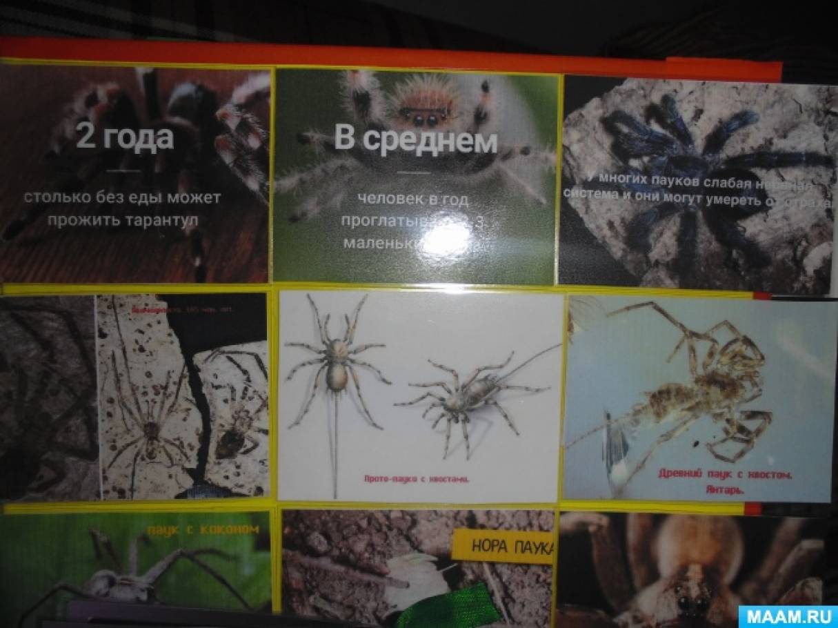 Как победить паук. Лэпбук паукообразные. проект на тему давайте познакомимся паук.