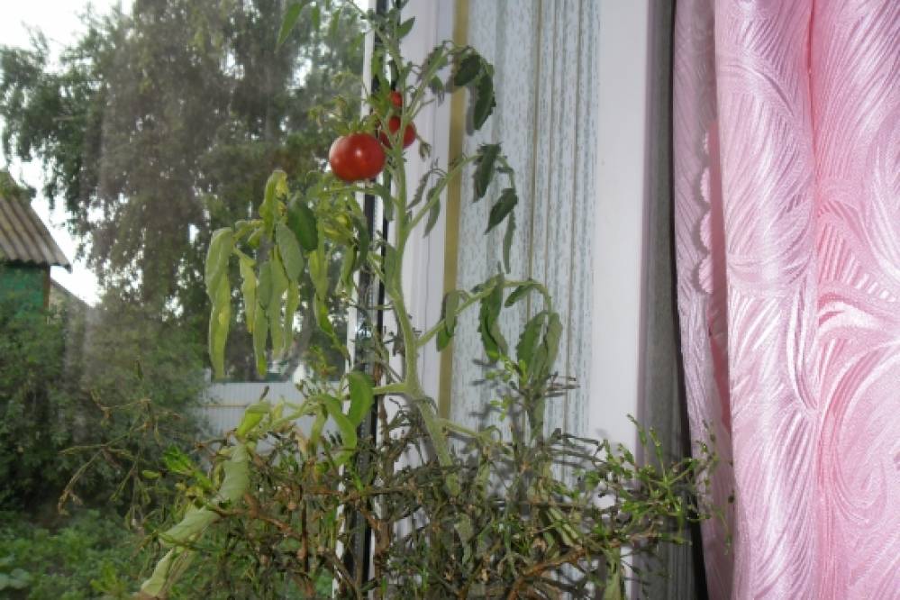 Помидорная семья