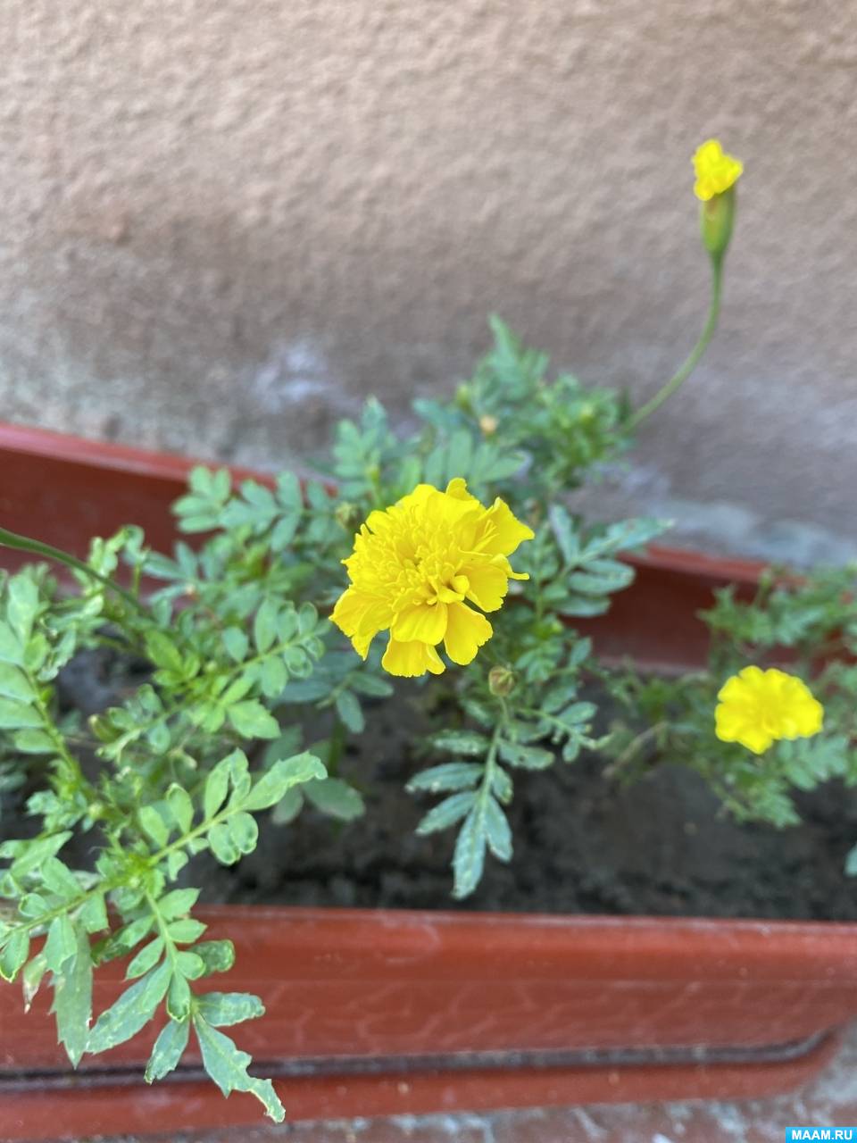 Посадка цветков с последующим рисованием их с натуры в младшей группе ...