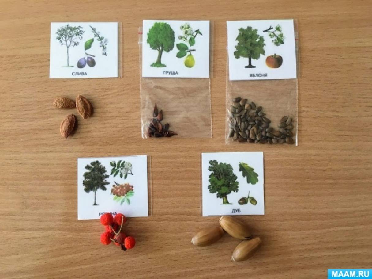 Плоды жизни дети. Гербарии растений. Семена различных деревьев. Коллекция семян. Коллекция семян для детского сада.