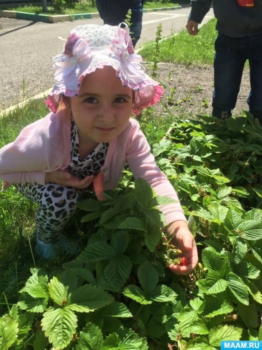 Конспект занятия «Вкусные ягодки» в средней группе (4–5 лет) Фото Конспект занятия «Вкусные ягодки» в средней группе (4–5 лет)
