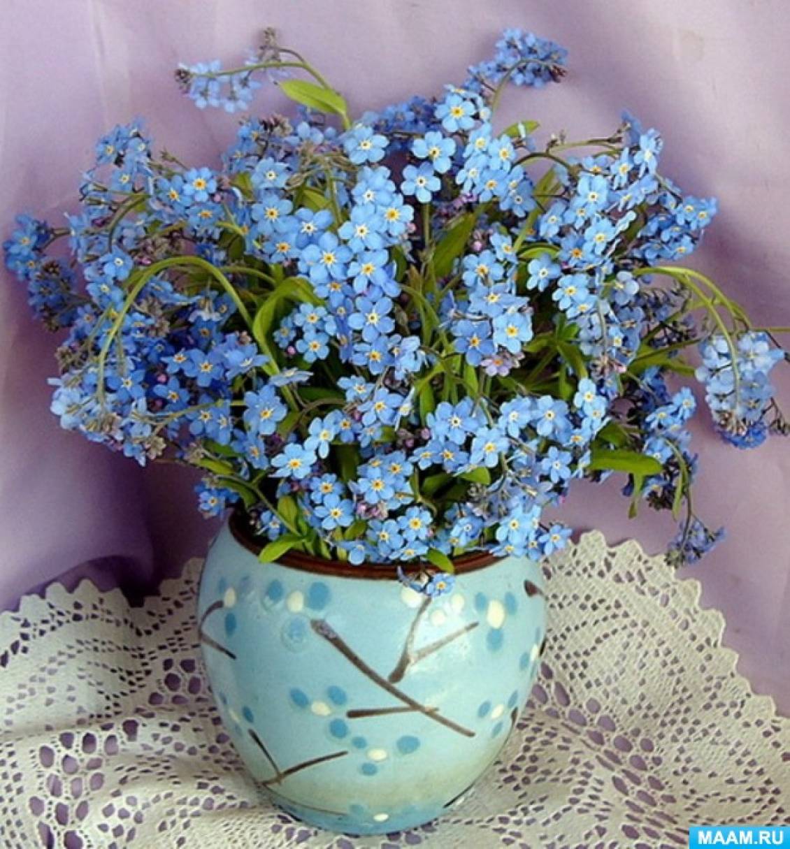 Незабудка в горшке. Фиалка букет незабудок. Незабудка Полевая (Myosotis arvensis). Незабудка горшечная. Незабудки в свадебном букете.