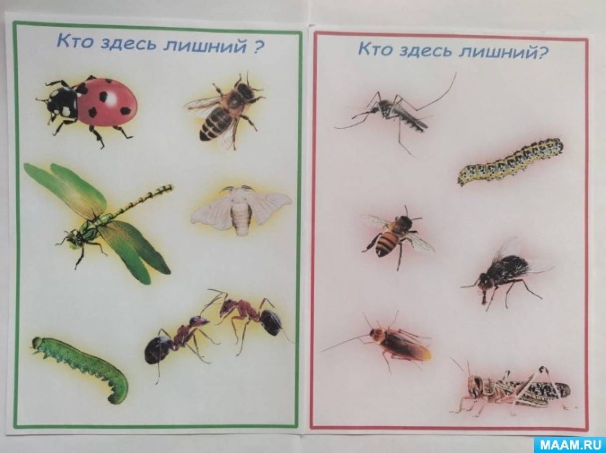 Материалы для занятий развитие речи старшая группа насекомые. Насекомые группой присосались. Любимая группа комаров