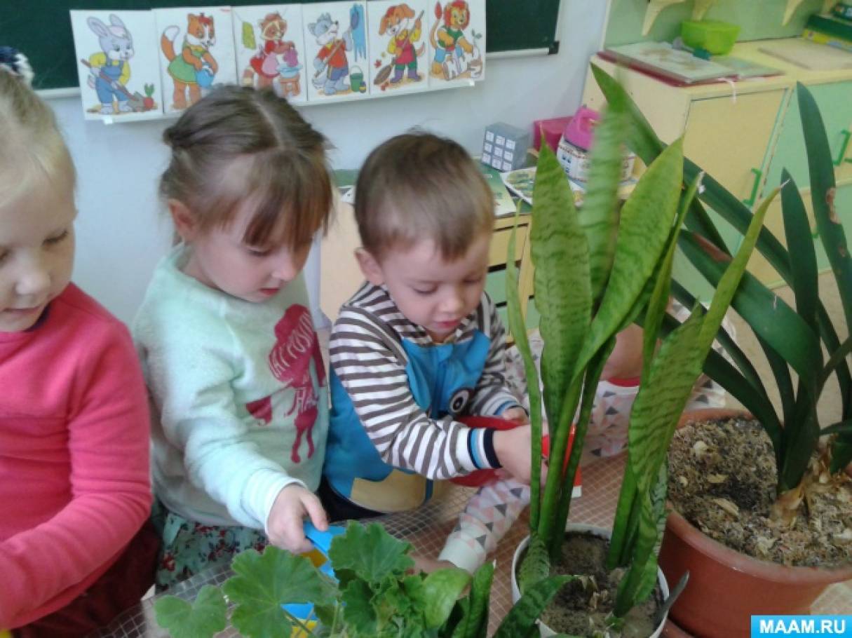 Наблюдения за растениями в детском саду. Проект комнатные цветы в средней группе. Комнатные растения средняя группа фотоотчет. Занятие в средней группе мир комнатных растений. Дети наблюдают за растениями.