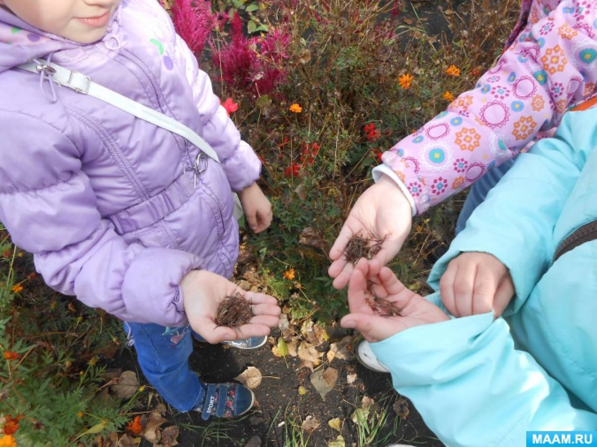 Наблюдения за семенами растений. Сбор семян в ДОУ. Дети наблюдают за природой. Сбор семян цветов. Дошкольники собирают семена цветов.