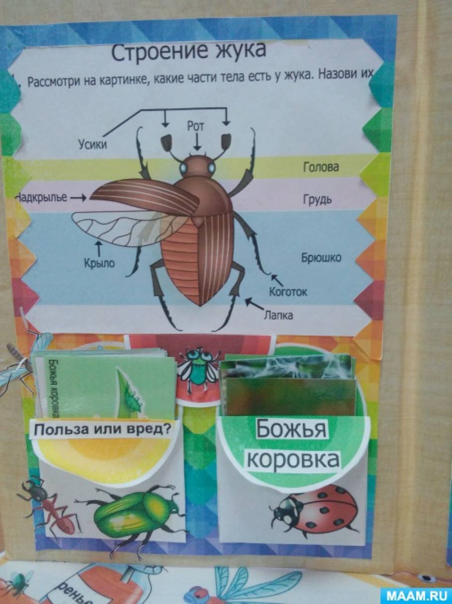 Развитие ребенка все насекомые на одной картинке