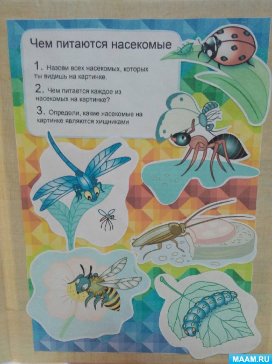 Ознакомление с окружающим миром тема насекомые. Лэпбук насекомые для дошкольников. Тема насекомые для дошкольников. Насекомые для лэпбука. Мир насекомых для дошкольников.