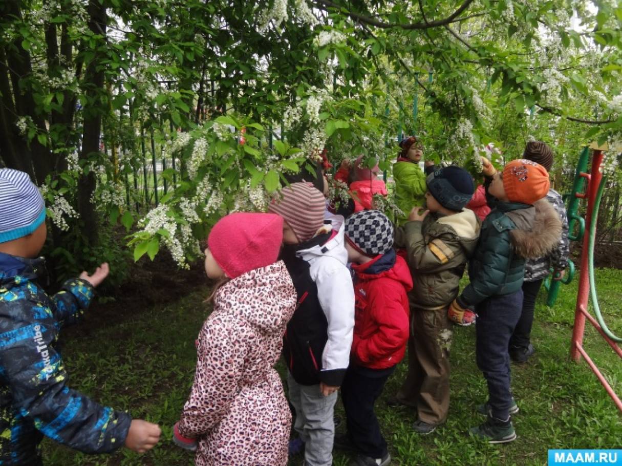 Прогулка по весеннему лесу младшая группа. Наблюдение за березой в ДОУ летом. Дети наблюдают за березой. Наблюдение за березой зимой. Картинка наблюдение за деревом для детей.