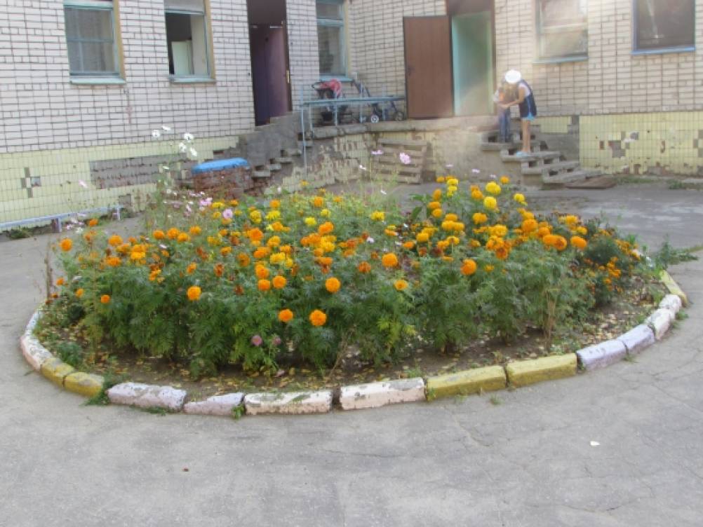Смотреть фотографию №2 Фото №2 Мы решили погулять вокруг детского сада и поискать золотую осень