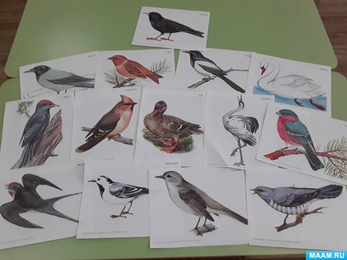Занятие рисование перелетные птицы. Рисование перелетные птицы средняя группа. Рисование перелетные птицы старшая группа. Рисование перелетные птицы подготовительная группа. Рисование зимующие и перелетные птицы.