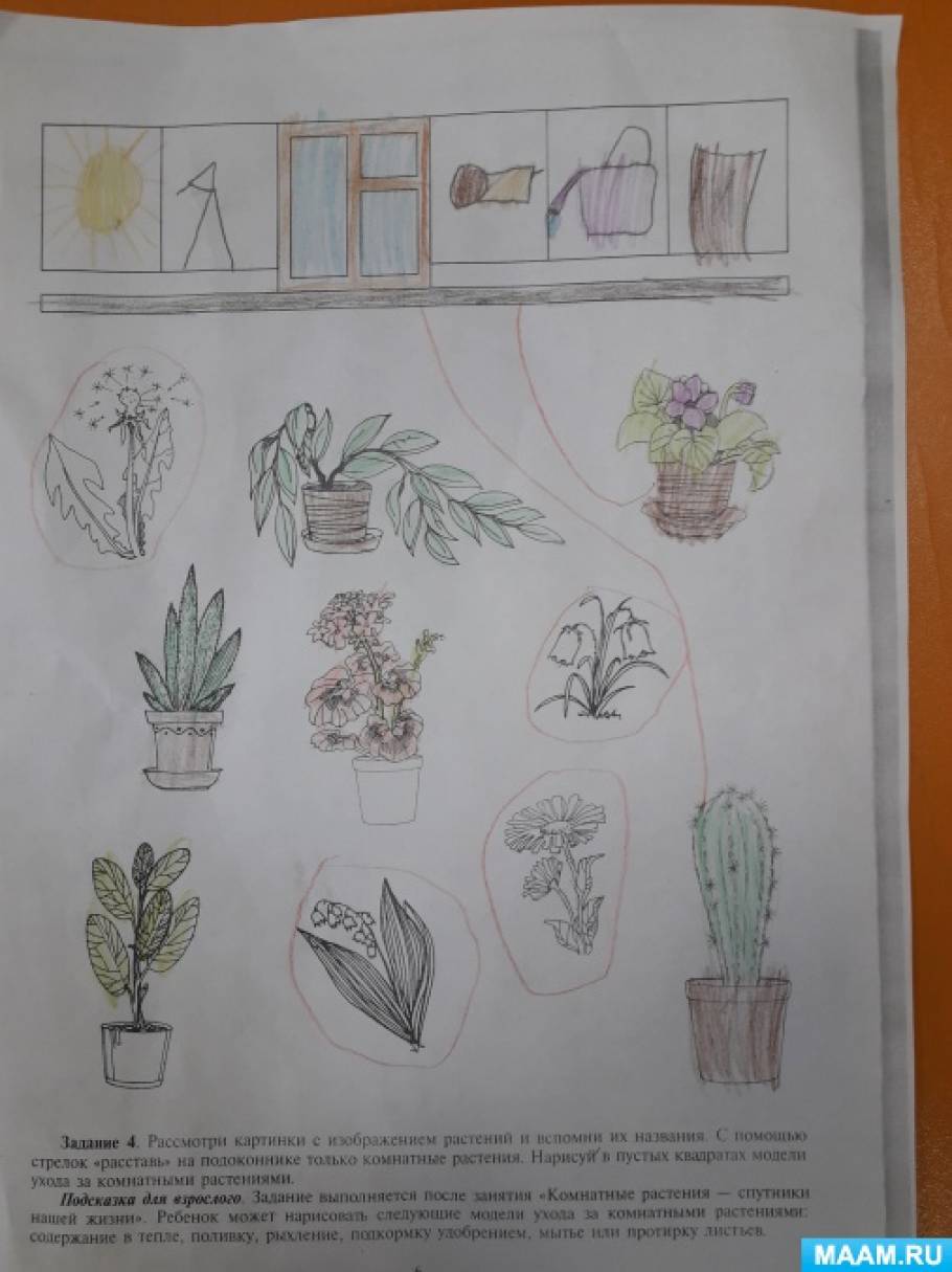 Конспекты уроков комнатными растениями. Домашние задания комнатные растения. Комнатные растения задания. Задания для детей на тему комнатные растения. Занятия комнатные растения цветы средняя группа.