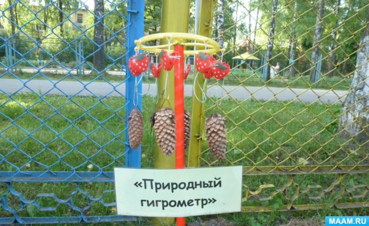 Проект в доу шишки
