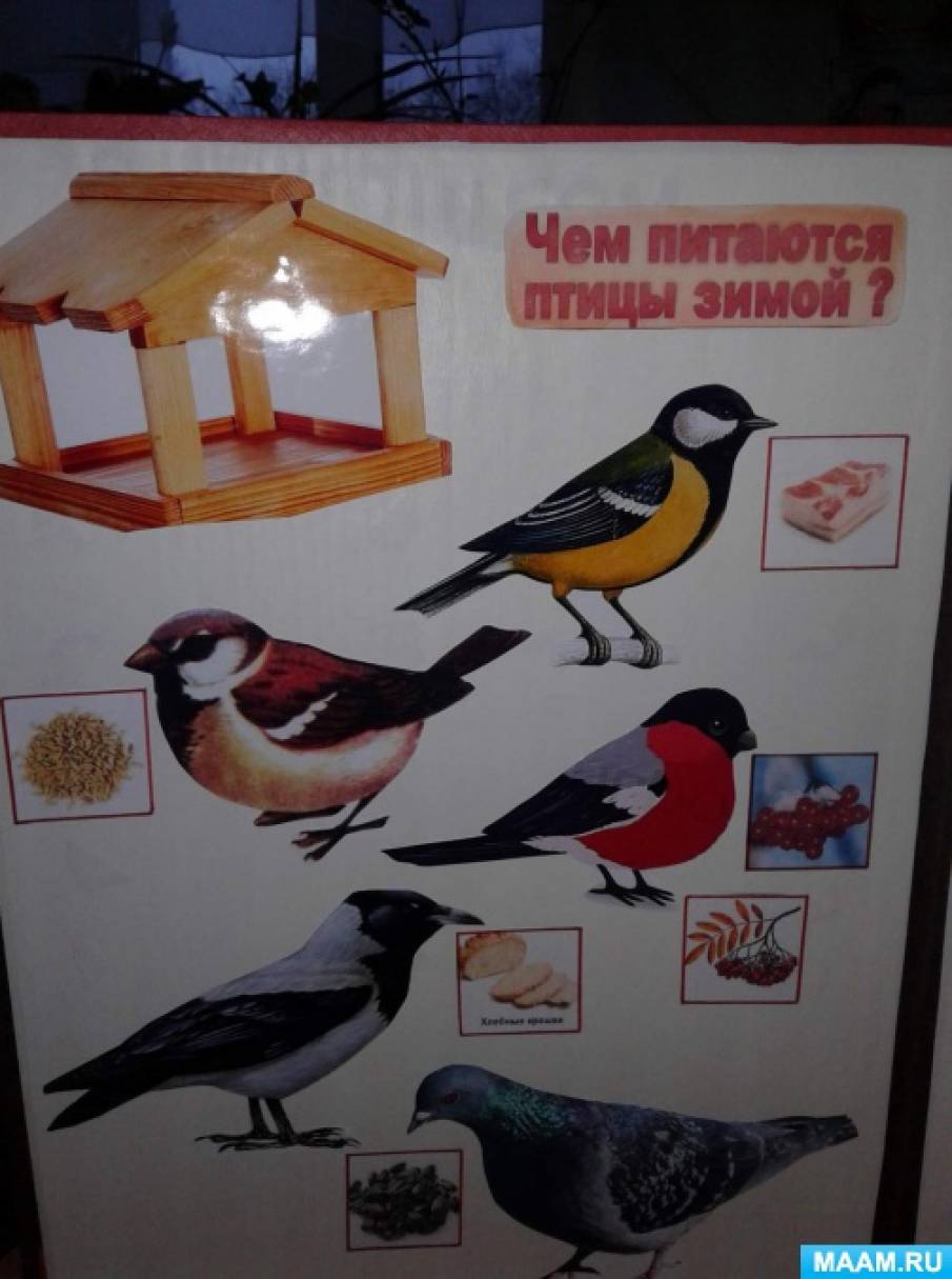 Знакомство С Декоративными Птицами Средняя Группа