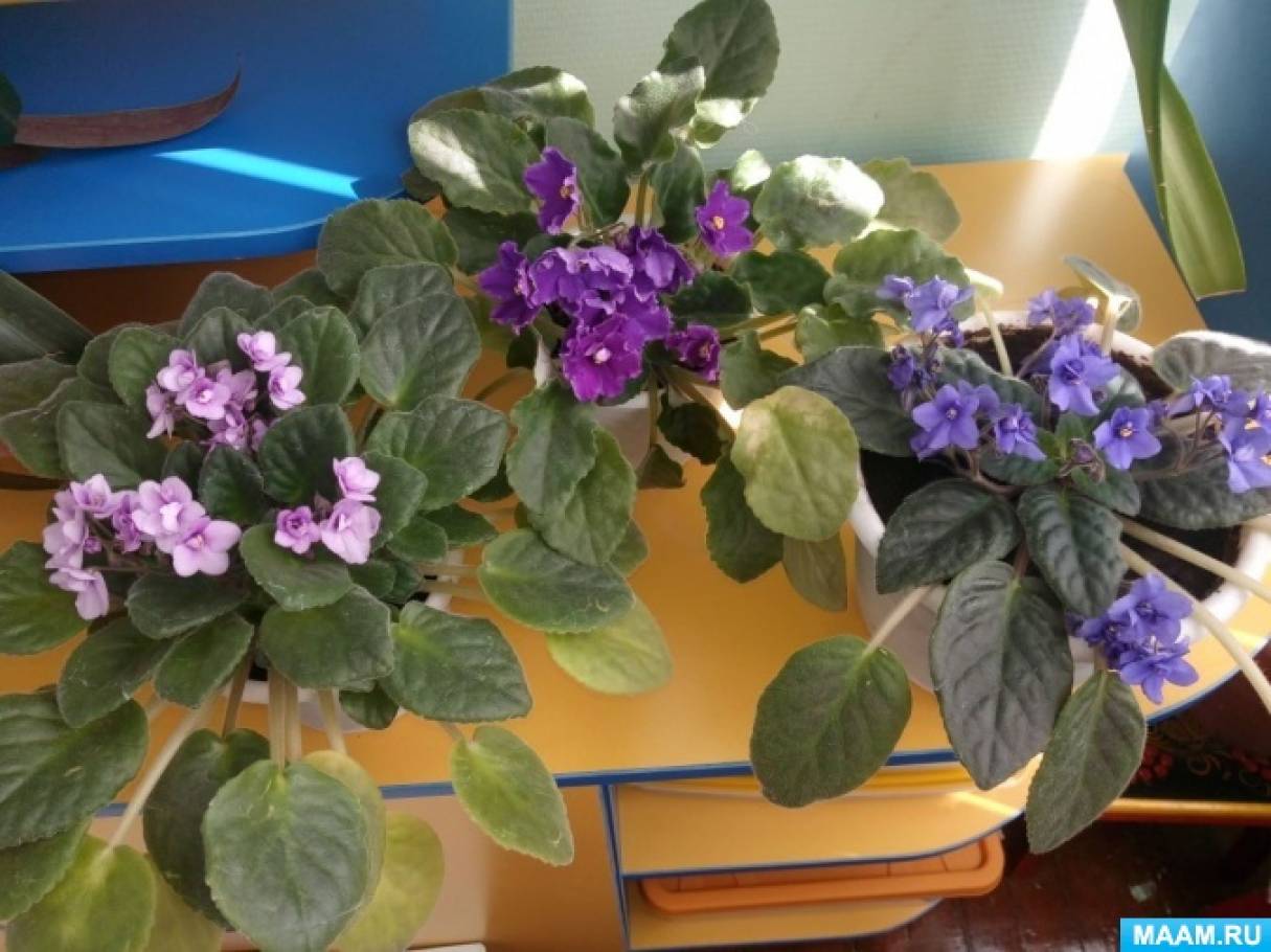 Фотоотчет о комнатных растениях в уголке природы «Любимые фиалки»