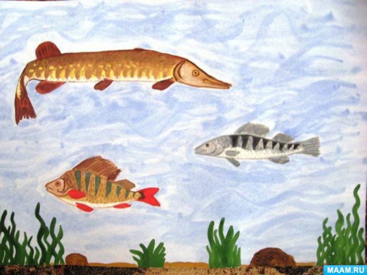 Конспект занятия рыбы в старшей группе. Рисование рыбы в подготовительной группе. Рисование старшая группа обитатели рек и озер. Речные рыбы старшая группа. Рисование в подготовительной группе Пресноводные рыбы.