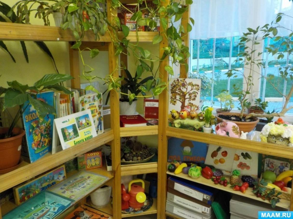 Уголок природы как условие ознакомления детей с комнатными растениями для старшей группы
