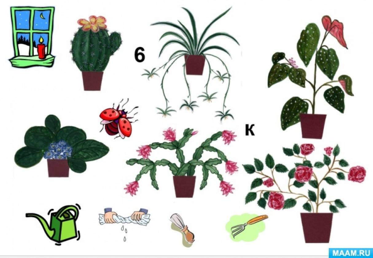 Познавательное развитие комнатные растения