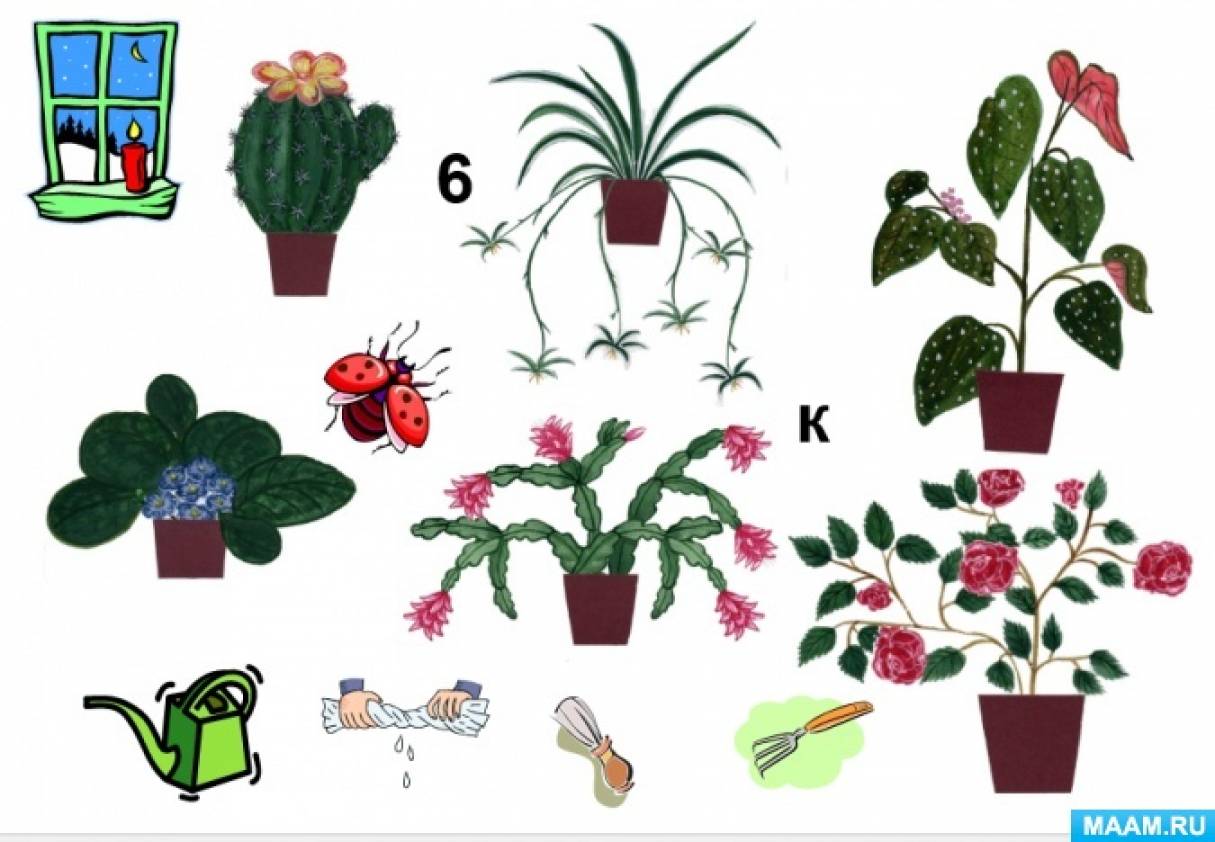 Ознакомление с окружающим миром комнатные растения