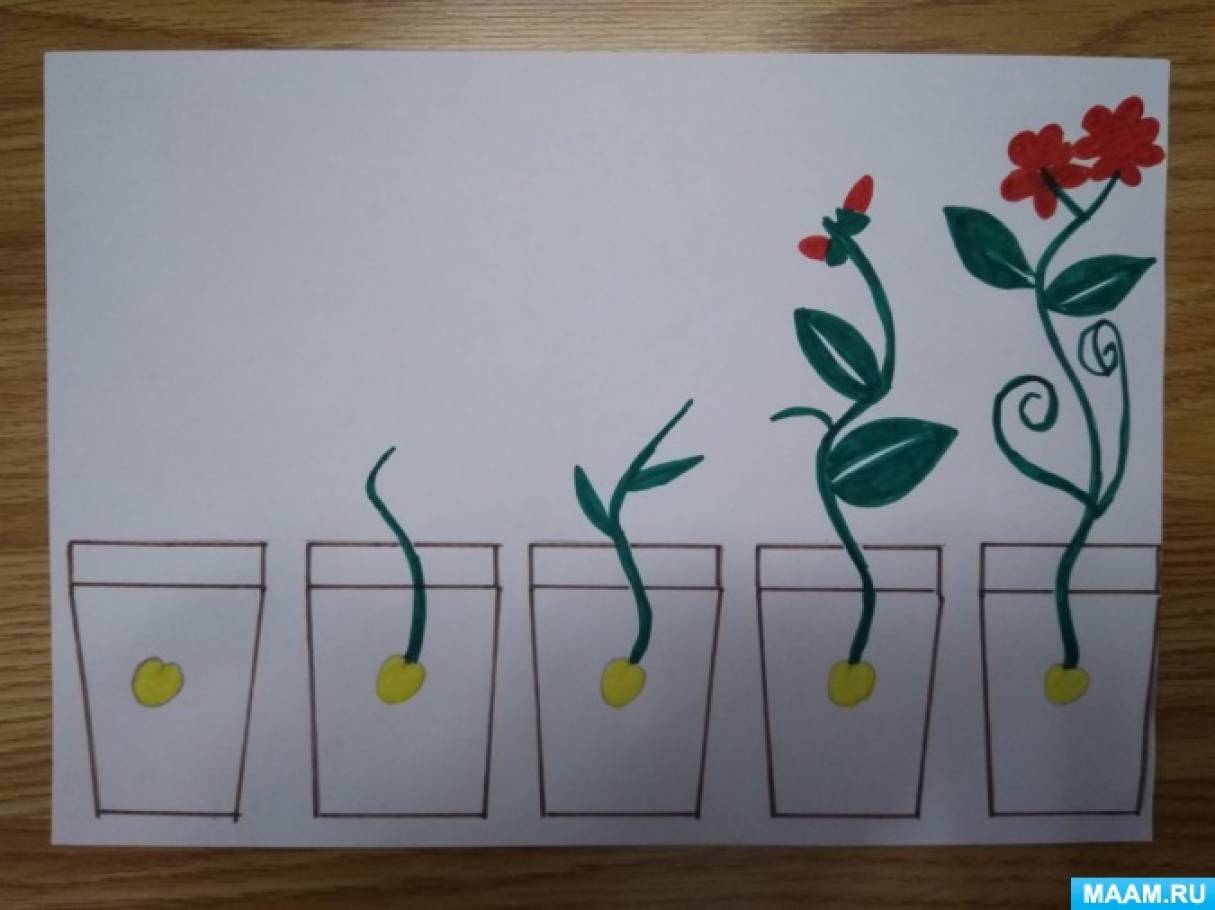 Занятие цвет средняя группа. Рисование растения в средней группе. Растения в младшей группе. Рисование растения младшая группа. Аппликация 2 мл группа комнатные растения.