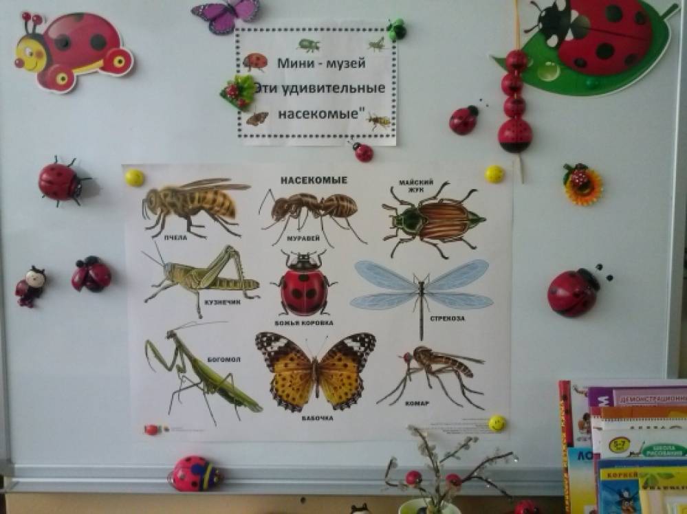 Первая младшая группа тема насекомые. Мини музей насекомые. Мини-музей в детском. Музей в группе детского сада насекомые. Мини музей в ДОУ насекомые.