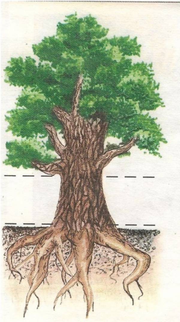 Корень дерева это 4. Дуб черешчатый корень. Дуб черешчатый корневая система. Канадский дуб корневая система. Корень тополя.