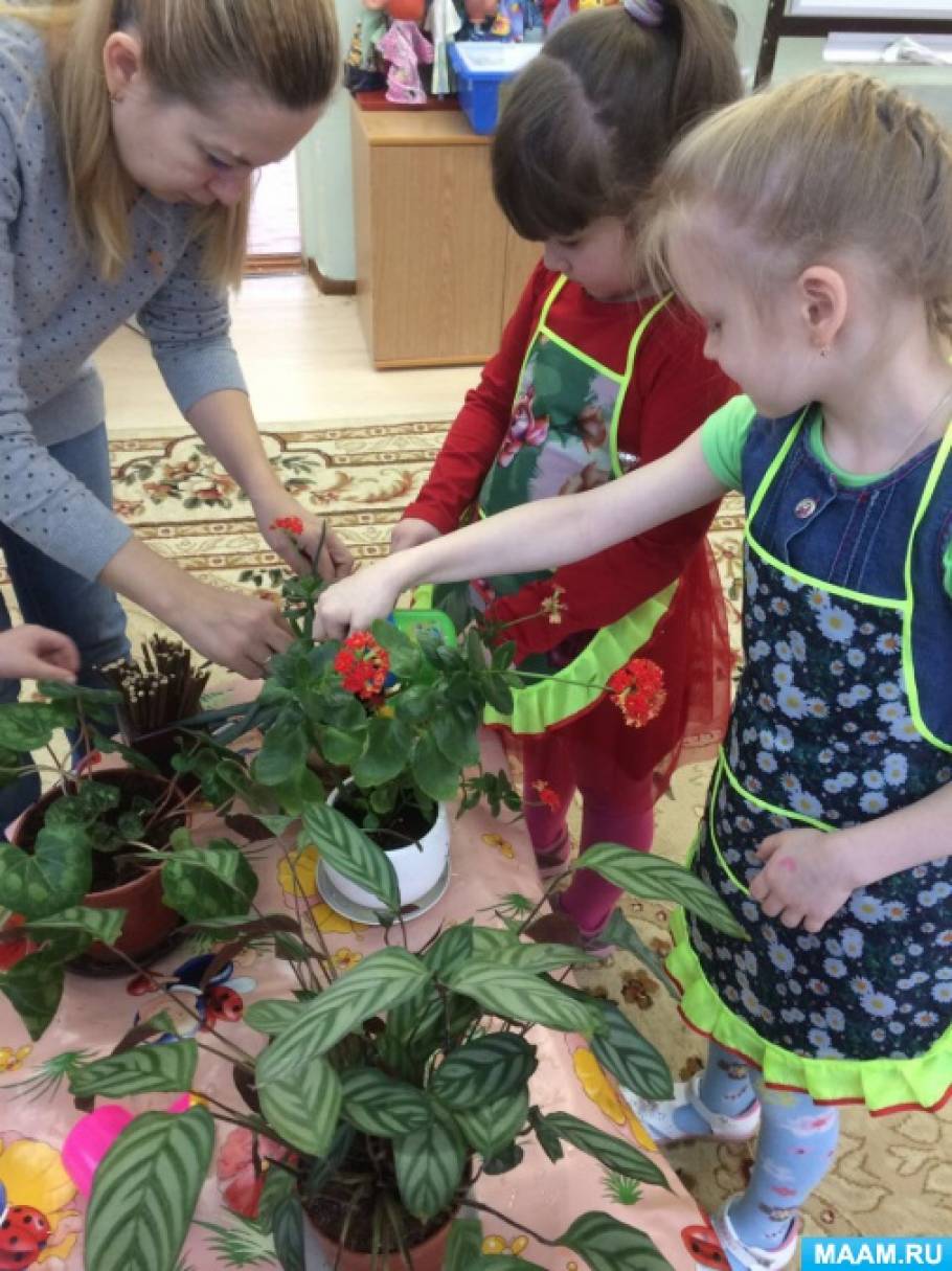 Мир цветов младшая группа. Ухаживание за растениями в детском саду. Комнатные цветы старшая группа. Растения для старшей группы детского сада. Комнатные растения занятие в ДОУ.