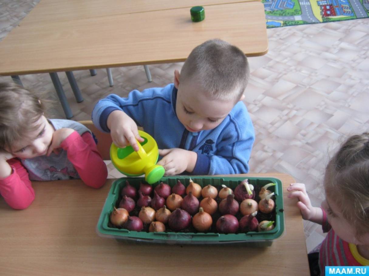Сажаем лук в детском саду