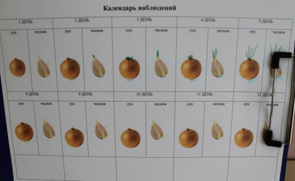 Календарь наблюдений за луком в детском саду образец