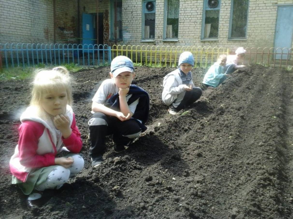 Смотреть фотографию №6 Фото №6 Ребята с удовольствием сажают морковь особенно старался Денис Родькин