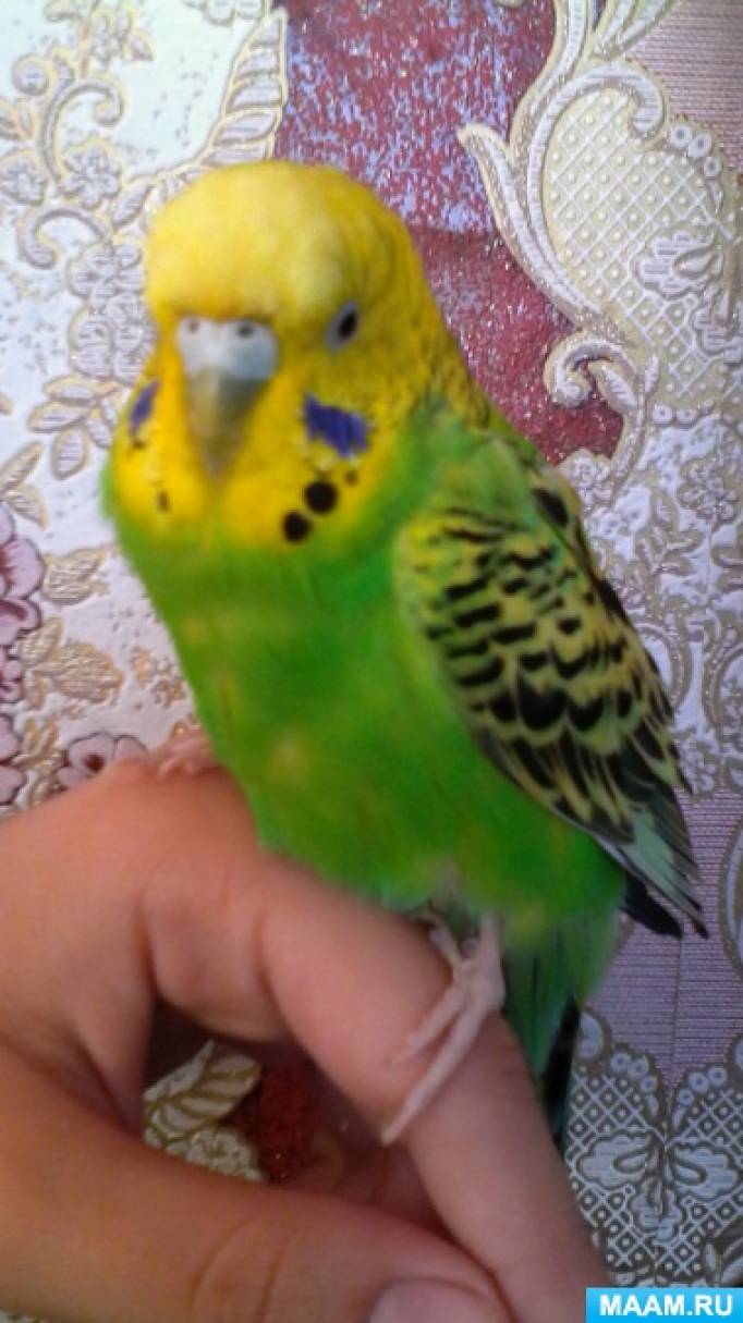 ���������������� ������ ���������� �������