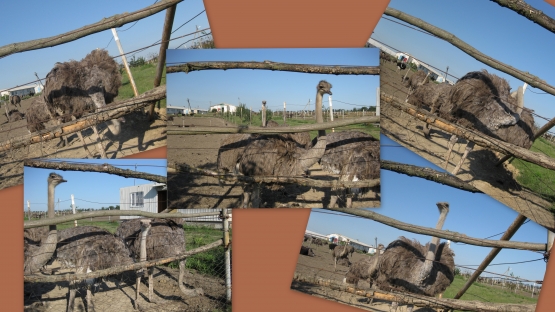 Страусы на Кубани Фото Страусы на Кубани
