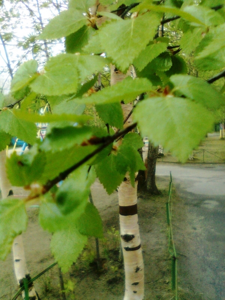 Смотреть фотографию №2 Фото №2 Мой Мончегорск самый зелёный из всех городов Мурманской области