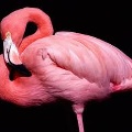 фламинго почему так называется. Смотреть фото фламинго почему так называется. Смотреть картинку фламинго почему так называется. Картинка про фламинго почему так называется. Фото фламинго почему так называется
