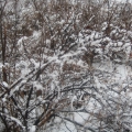 Фотоотчет «Первый снег»