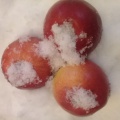 Мастер-класс «Яблоки на снегу»