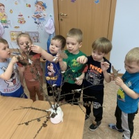 Снегири признаны символом зимы