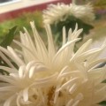 Мастер-класс: поделка из салфеток «Белый цветок»