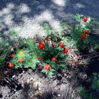 Конспект прогулки-наблюдения «Летнее разноцветье наших садовских клумб» в старшей группе детей с ЗПР