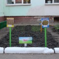 На ели у нас живут озорные бельчата которые не только красивые декорации летом это поилки для птиц а зимой кормушки
