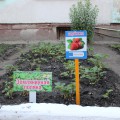 Здесь же под елью мы разместили Экологический паспорт ДОУ