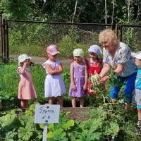 Воспитанники группы Колокольчик собрали богатый урожай кабачков на своём огороде