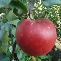 Фотозарисовка «Яблоки — моя любовь!» к Дню яблок на МAAM