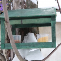 Экологическая акция «Покормите птиц зимой»