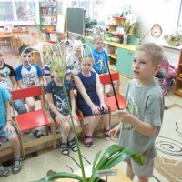 Фотоотчет «Наблюдение за комнатным растением гименокаллисом» в подготовительной к школе группе
