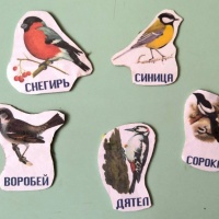 Лексико-грамматическое занятие в старшей группе с ОВЗ «Зимующие птицы»